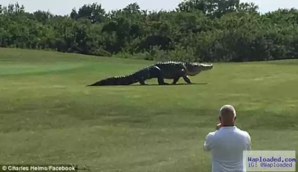 Photos: See This Monster Alligator Seen Strolling Across A Golf Course In Florida